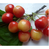 Черешня Краса Кубани
