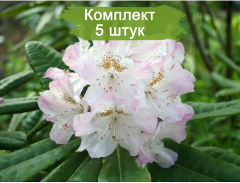 Комплект 5шт / Рододендрон Сан Мишель (розовый) Комплект 5шт / Рододендрон Сан Мишель (розовый)